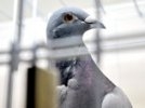 Птица высокого полета: почтовый голубь продан за треть миллиона долларов
