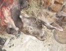 В Первоуральском зоопарке голодают животные, их кормят умершими лосями. Видео. Фото