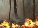 Пожар в Природном парке был потушен за 3,5 часа