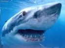 Власти Египта выпустили предупреждение об опасности появления акул у берегов Шарм-эш-Шейха