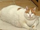 В США умер самый толстый кот в мире