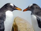 Страшную правду о пингвинах скрывали 100 лет: эти птицы очень жестоки