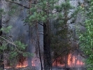 Из-за брошенного окурка загорелся лес под Первоуральском