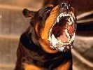 В Петербурге каратист убил владельца бойцовой собаки, спустившего на него пса