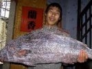 Китайский рыбак выловил редкую рыбу стоимостью $473 тысячи