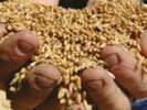 Птицефабрике Первоуральска вернули 150 тонн арестованного зерна