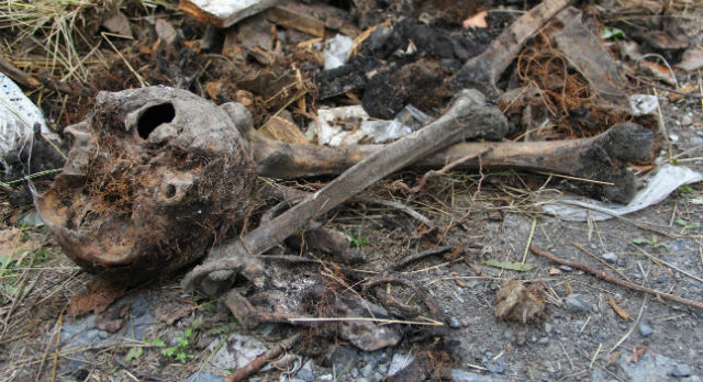 На городском кладбище Первоуральска в куче мусора нашли человеческие кости