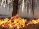 В Первоуральске потушили лесной пожар на площади 4 га