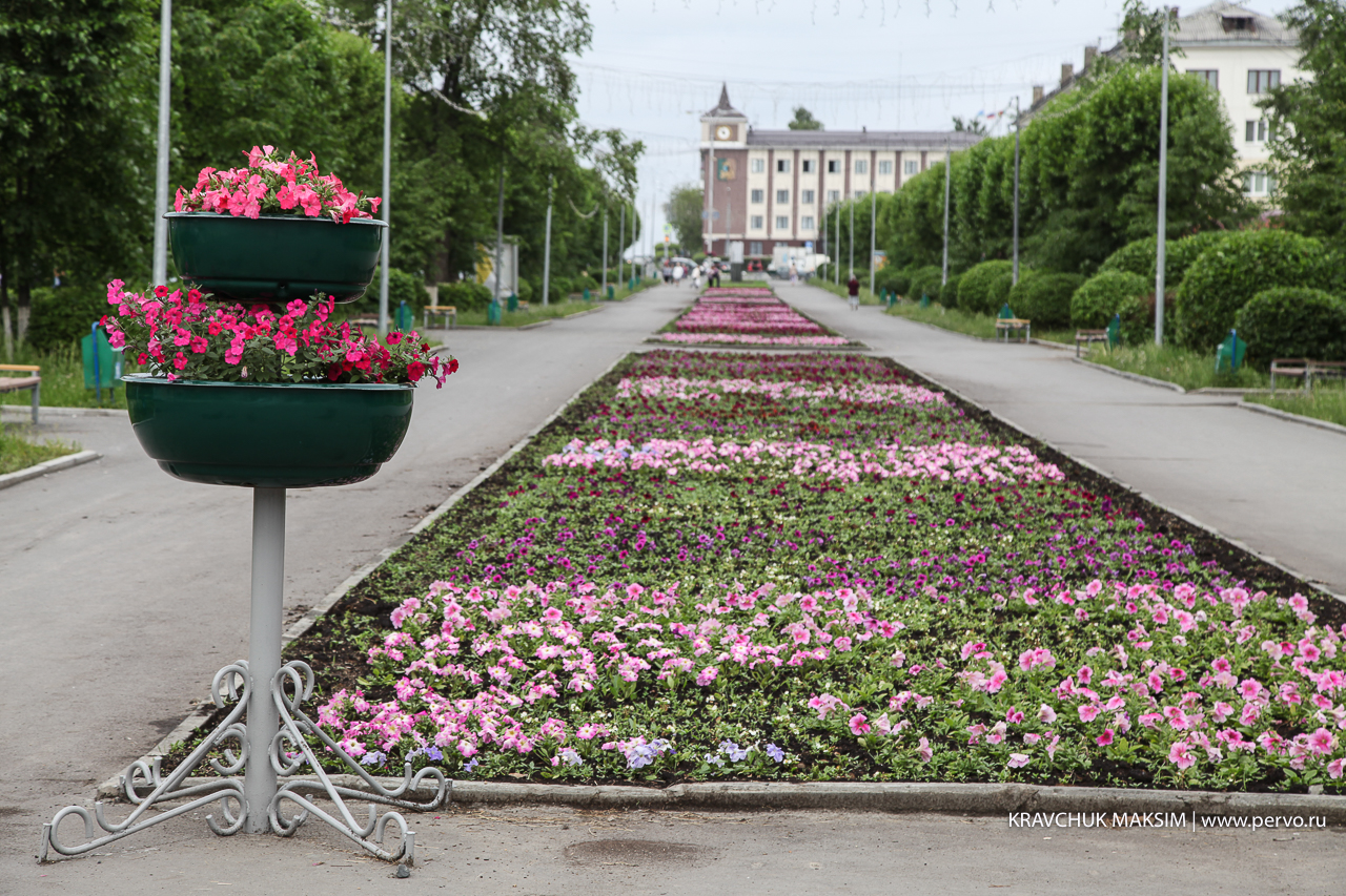 Клумбы Первоуральска будут украшать 150 тысяч цветов