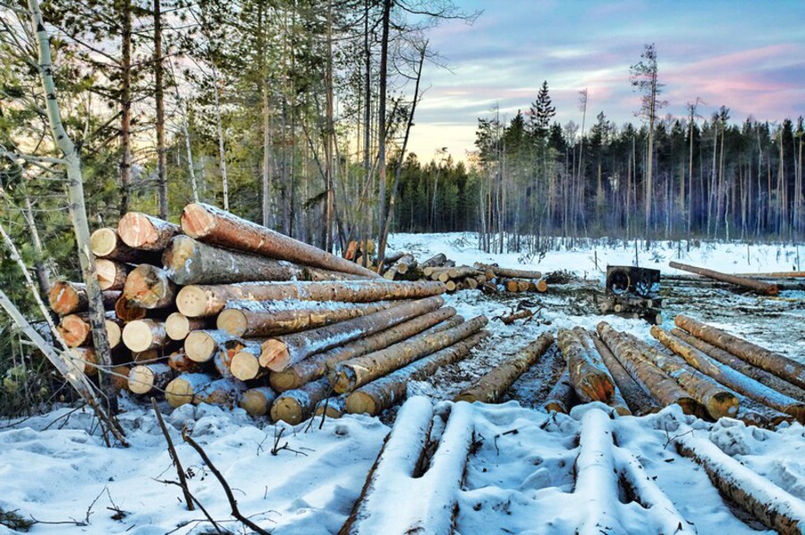 Под Первоуральском выявлена незаконная вырубка леса на 51 миллион рублей