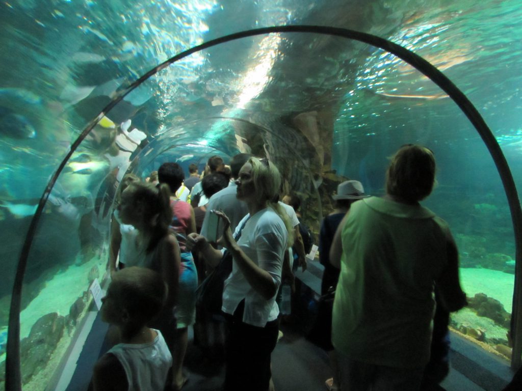 Зоопарки и океанариумы в Адлере: провести время в знакомстве с природой