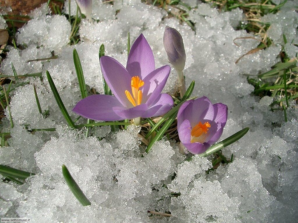 Вроде весна: погода в Первоуральске на предстоящей неделе