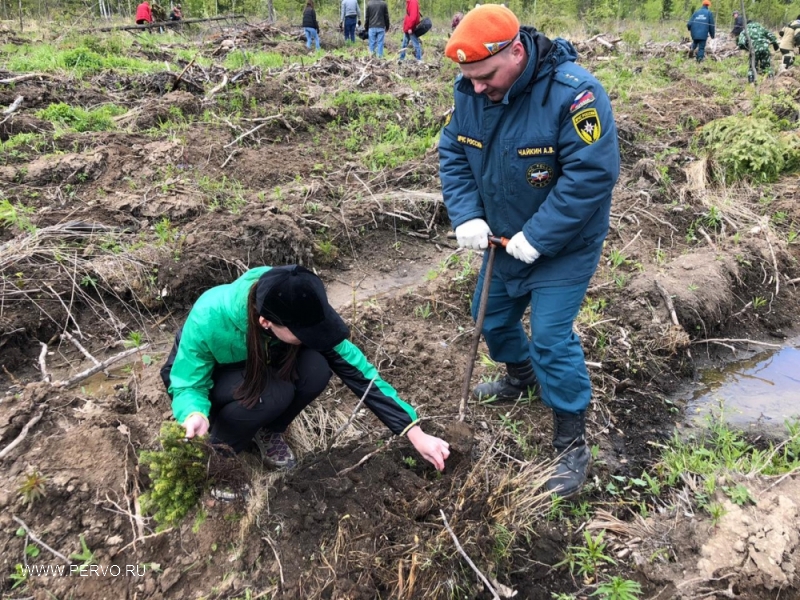 Огнеборцы приняли участие во Всероссийском дне посадки леса