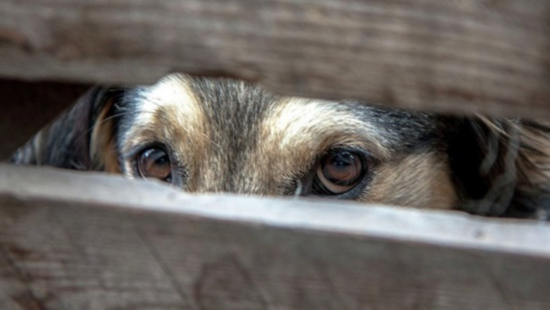 Жителей Первоуральска обвиняют в жестоком обращении с животными