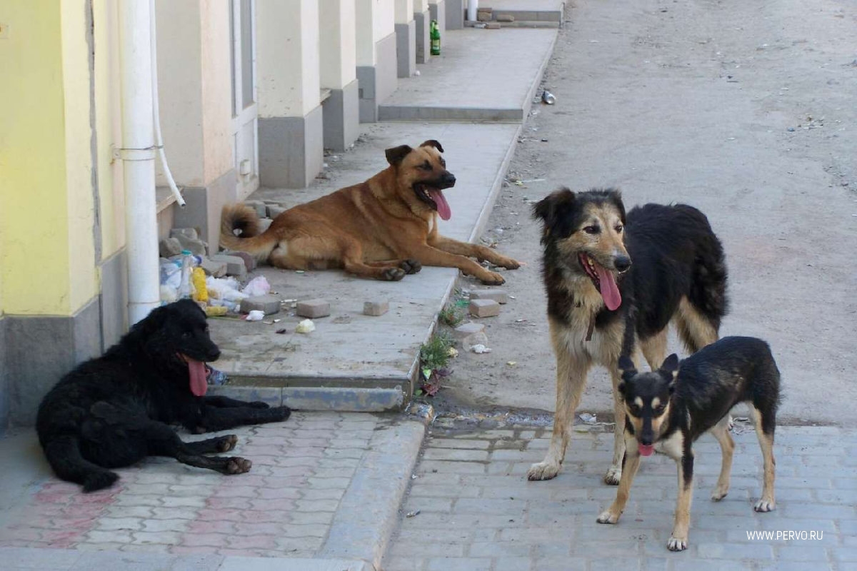 В Первоуральске отловят 500 безнадзорных собак