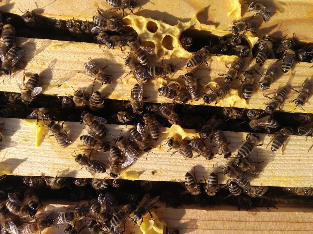 Назван огромный ущерб от массовой гибели российских пчел