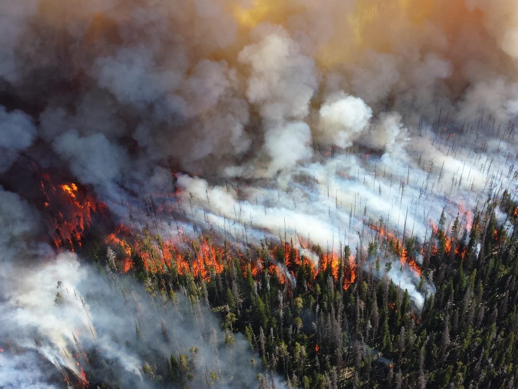 Площадь природных пожаров в России увеличилась